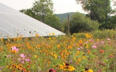 REV Members Celebrate Pollinator Week and the Ecosystem Benefits of Solar