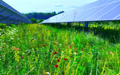 Vermont Solar Expands State’s Pollinator Habitat